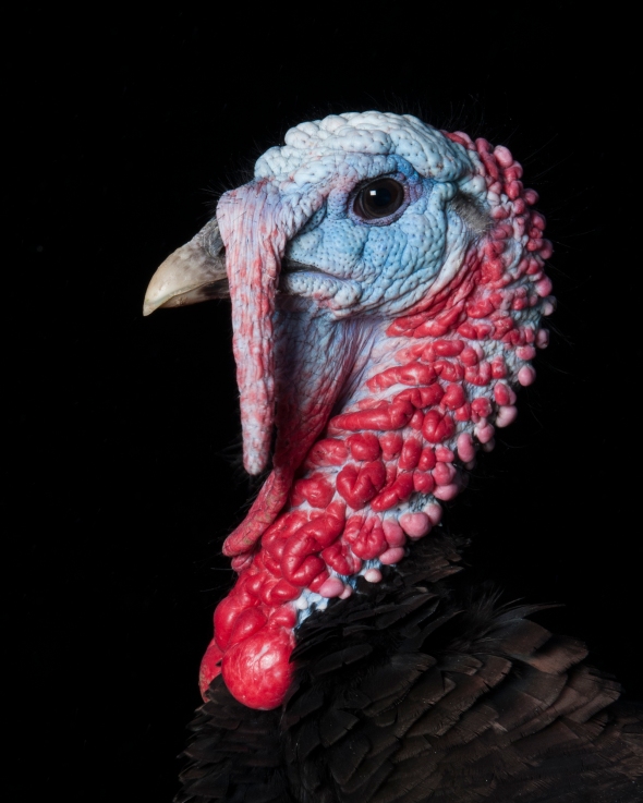 Portrait of an organic free range Turkey